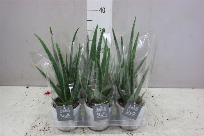 <h4>Aloe Vera White Wash Keramiek</h4>