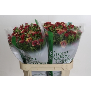 Ranunculus Magical Cinnamon