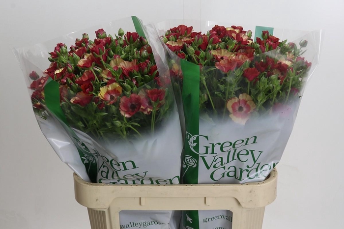 <h4>Ranunculus Magical Cinnamon</h4>