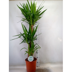 Yucca