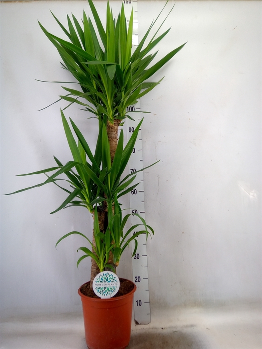 <h4>Yucca</h4>