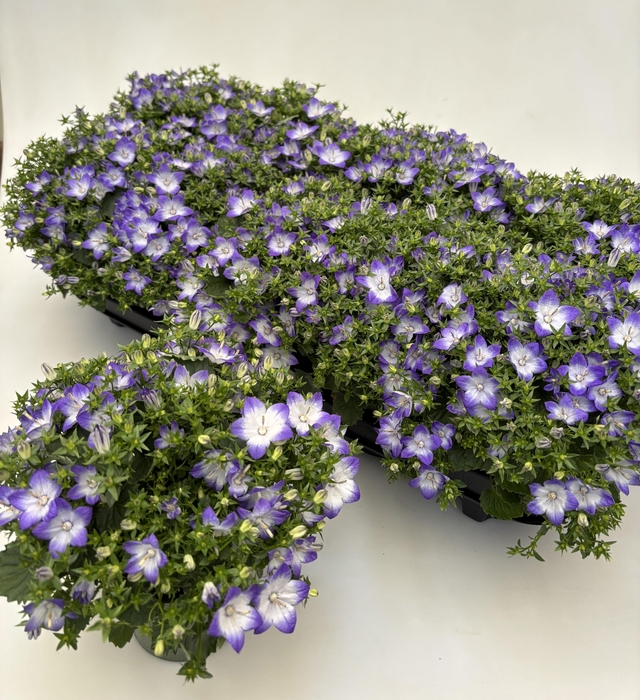 <h4>CAMP FANCY MEE</h4>