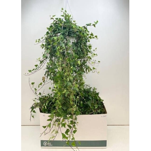 Hedera helix Anna 24Ø 100cm