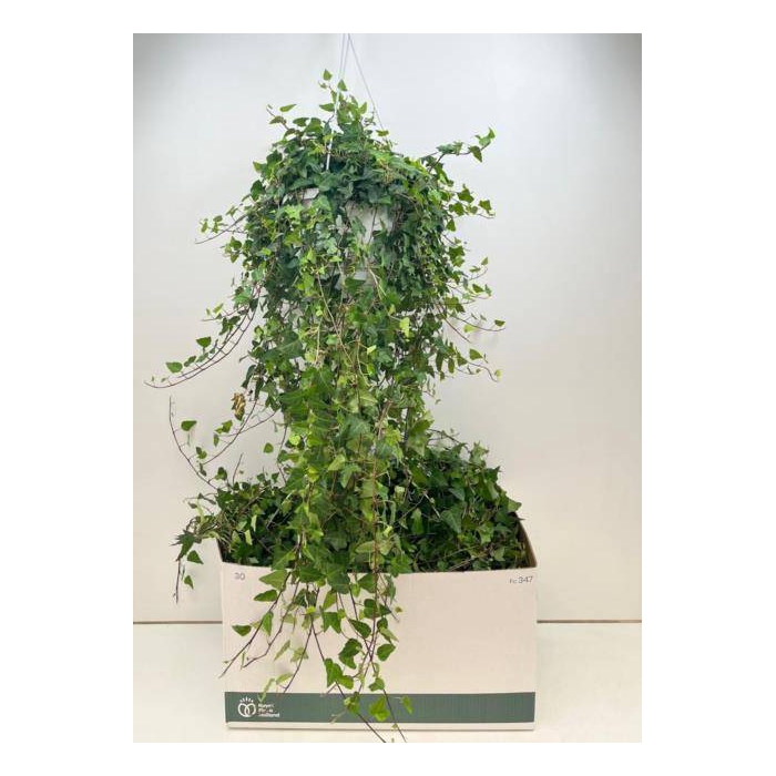 <h4>Hedera helix Anna 24Ø 100cm</h4>