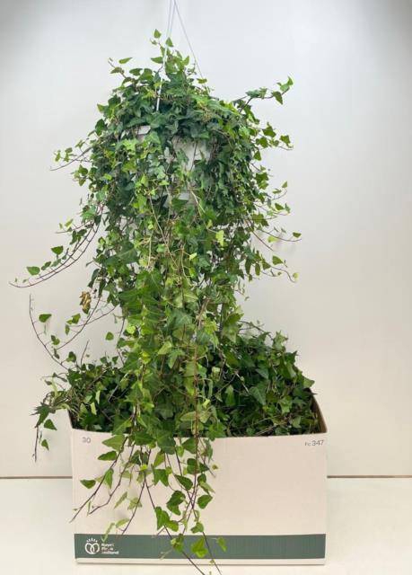 Hedera helix Anna 24Ø 100cm