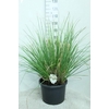 Cortaderia Selloana Junior