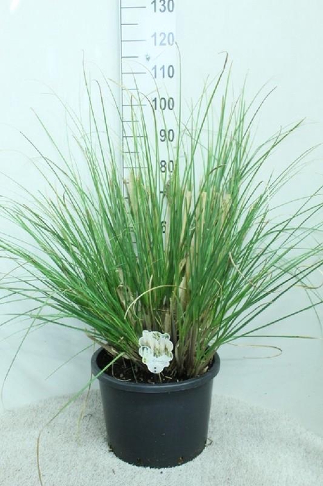 <h4>Cortaderia Selloana Junior</h4>