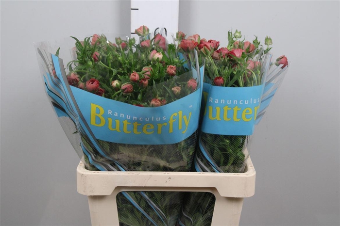 <h4>Ran Butterfly Musa</h4>