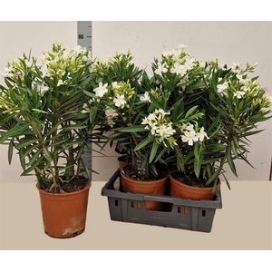 Nerium oleander (Oleander) 21Ø 85cm