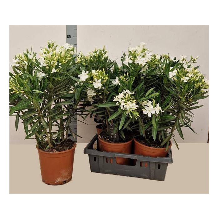 <h4>Nerium oleander (Oleander) 21Ø 85cm</h4>