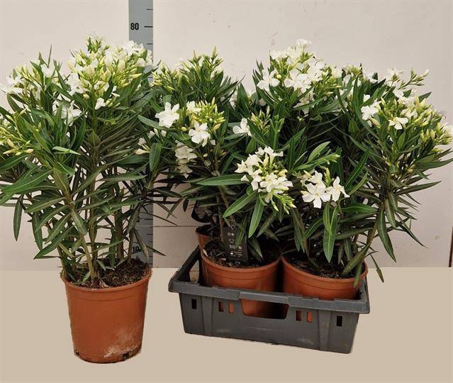 Nerium oleander (Oleander) 21Ø 85cm
