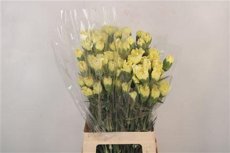 <h4>Di St Rodas</h4>