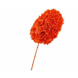 Dried Bleached Hydrangea Tower Red XXL