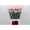 Dianthus St Pink Cute