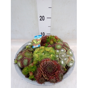 Sempervivum   ...
