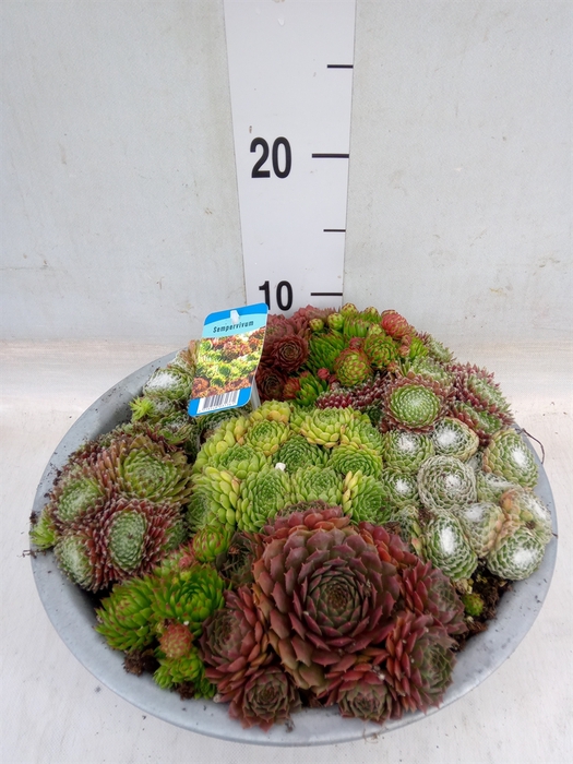 <h4>Sempervivum   ...</h4>