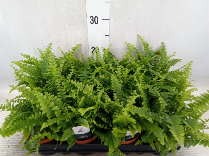 <h4>Nephrolepis exal. 'Green Lady'</h4>