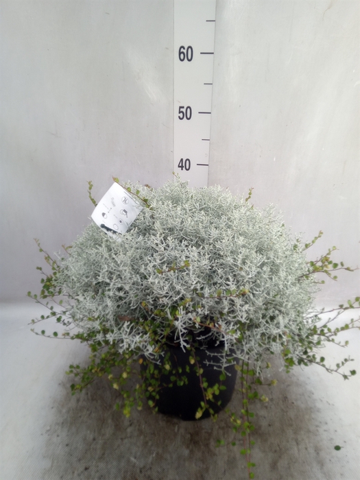 Leucophyta  'Silvercalos' [Calocep]