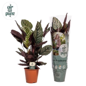 Calathea Ornata Air so Pure