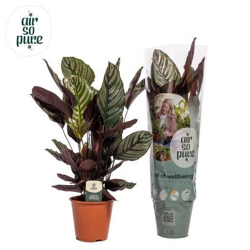<h4>Calathea Ornata Air so Pure</h4>