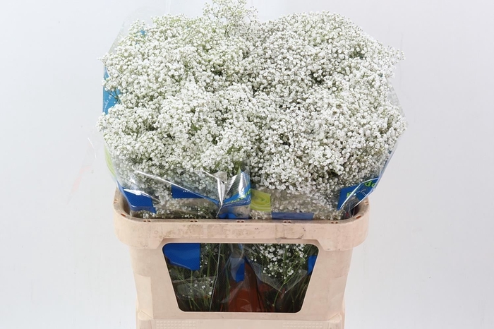 <h4>Gypsophila panic. 'Million Stars'</h4>
