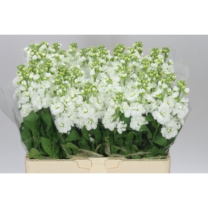 Matthiola White
