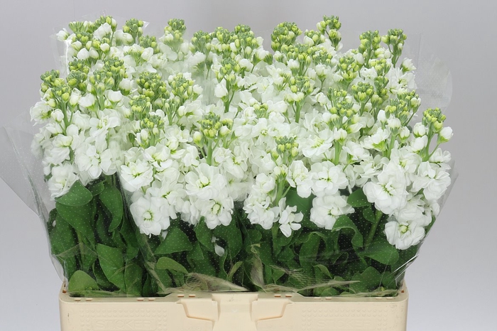 <h4>Matthiola White</h4>