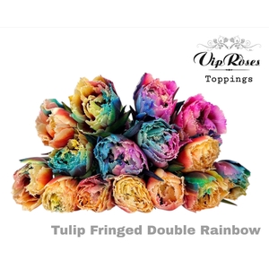 TU FR DOUBLE RAINBOW