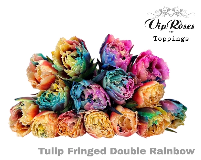 <h4>Tu Fr Double Rainbow</h4>