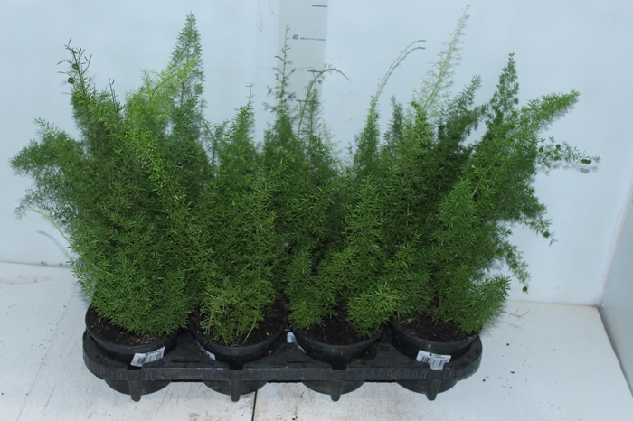 <h4>ASPARGO REAL P15</h4>