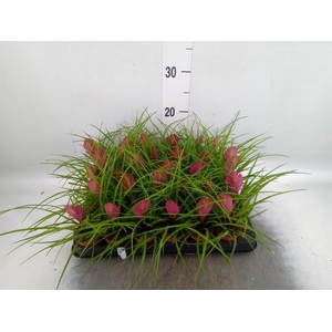 Tillandsia cyanea