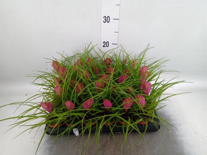 <h4>Tillandsia cyanea</h4>
