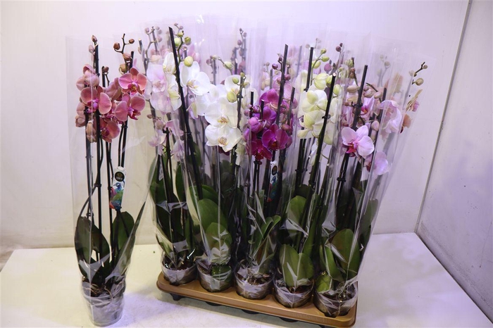 <h4>Phal Gem 7 Kl</h4>