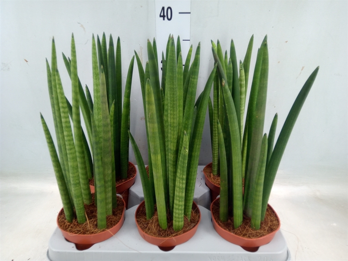 <h4>Sansevieria cyl.  ...</h4>