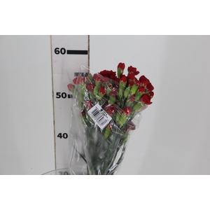 CRAVO SPRAY 060 CM VERMELHO