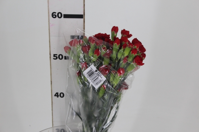 <h4>CRAVO SPRAY 060 CM VERMELHO</h4>