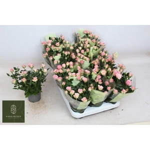 ROSA CAROUSEL KORDANA