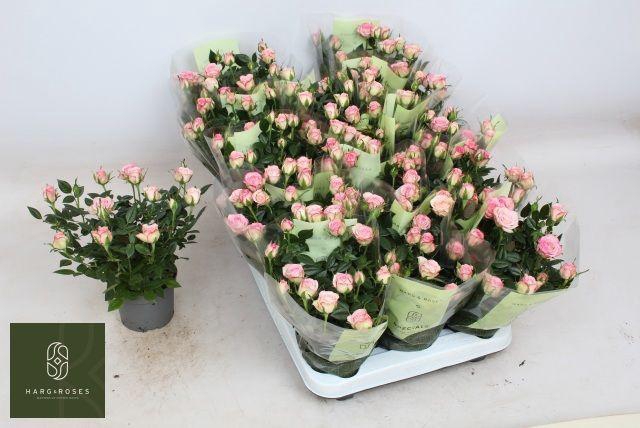 <h4>ROSA CAROUSEL KORDANA</h4>