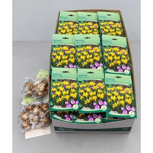 Narcissus   ...flowerbulbs