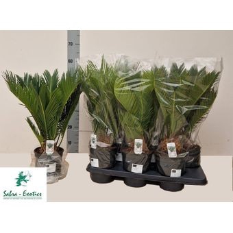 <h4>CYCAS REVOLUTA</h4>