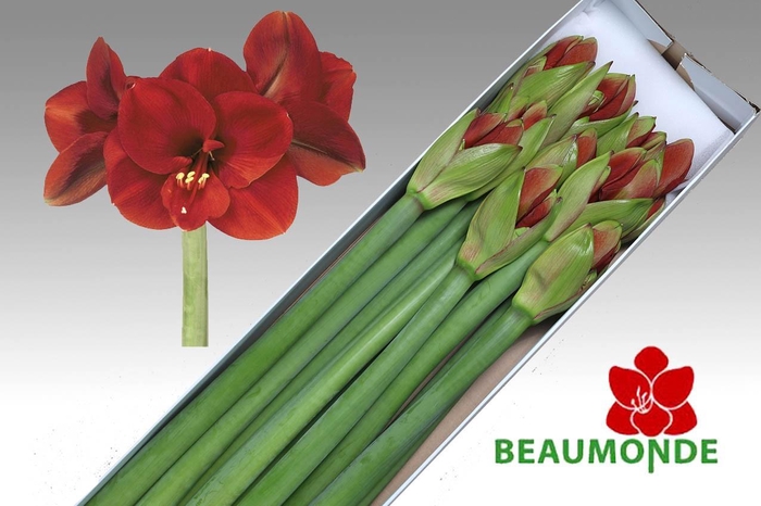 <h4>HIPP GA FERRARI</h4>