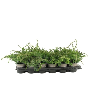 Juniperus squamata Blue Carpet