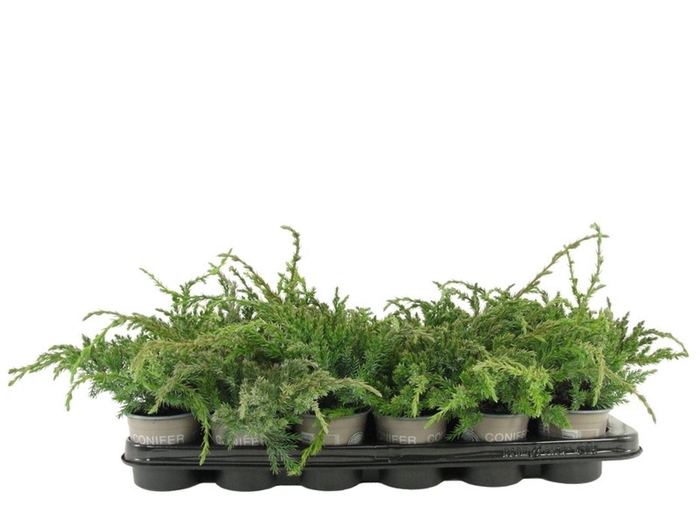 <h4>Juniperus squamata Blue Carpet</h4>