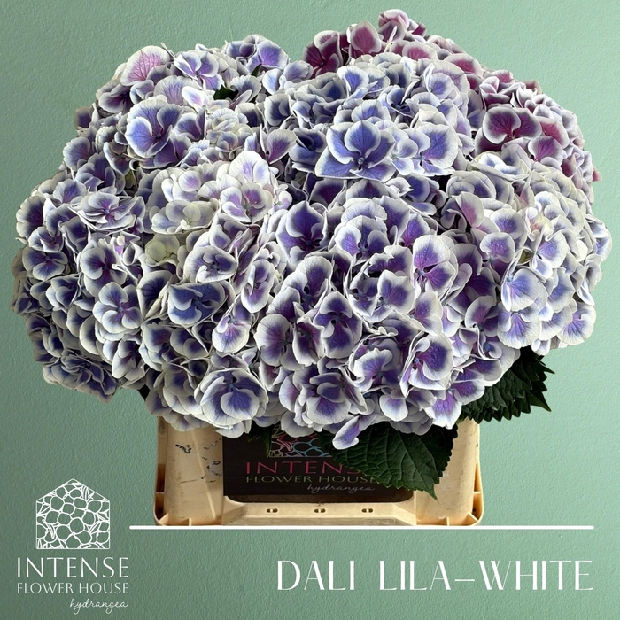 <h4>HYDR M BEAU DALI</h4>