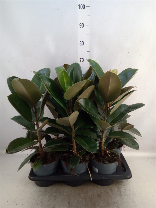 <h4>Ficus elastica 'Robusta'</h4>