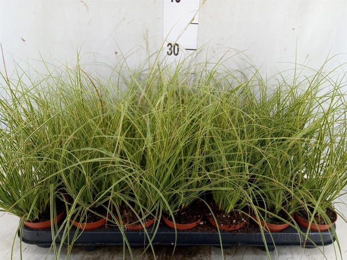 <h4>Carex brunnea 'Variegata'</h4>