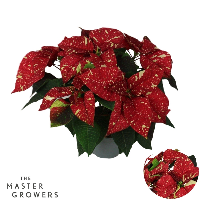 <h4>Poinsettia Superba New Glitter 13cm 5 bloem</h4>