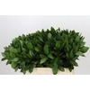 Ruscus Hypophyllum