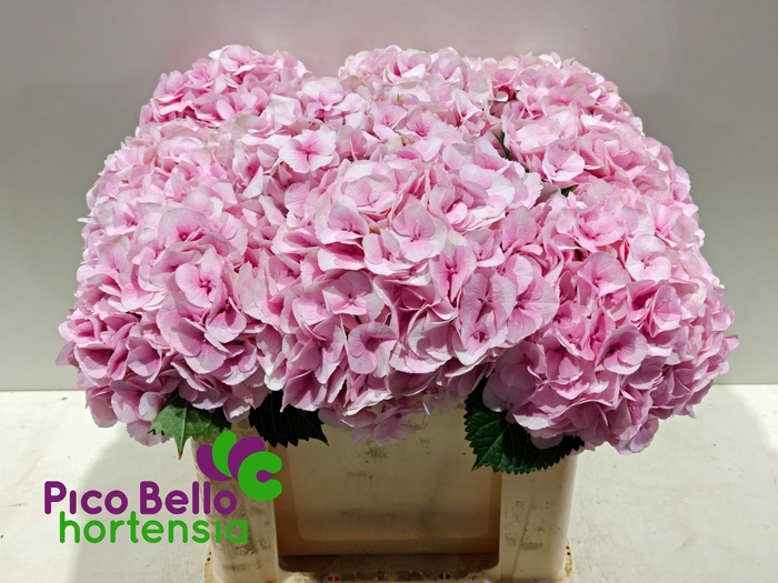 <h4>HYDR M MY VIENNA</h4>