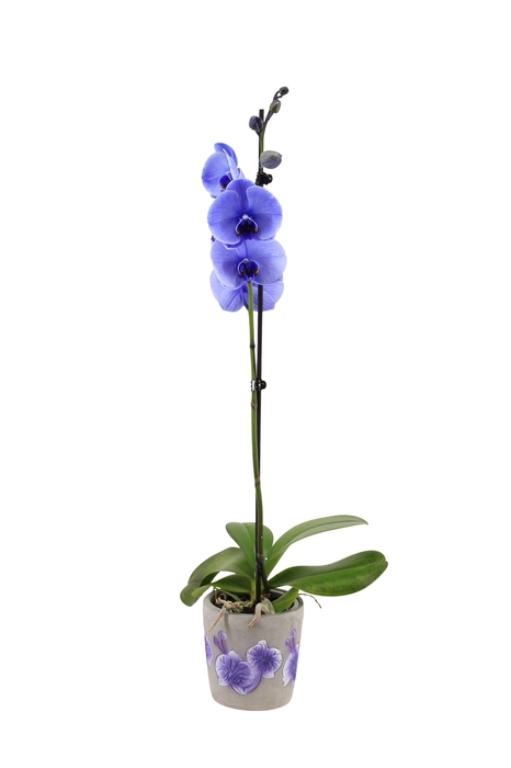 <h4>Fiore Purple Phal I Am Purple 1T9+</h4>